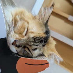 今日のニャンコの画像