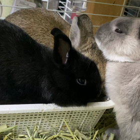 ねずこちゃんのこだわり育児の画像