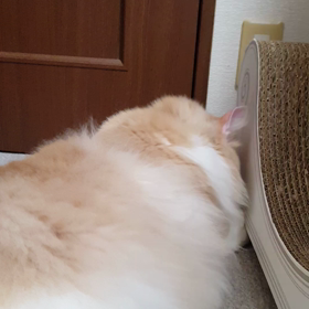 とれにゃい！の画像