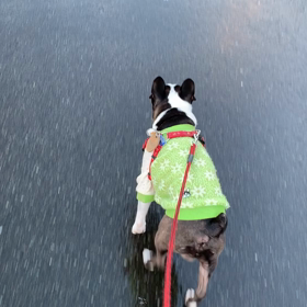 ジェンヌセンサーの画像