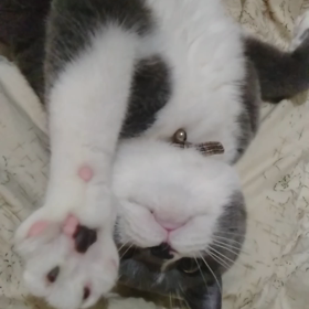 布団で大暴れの画像