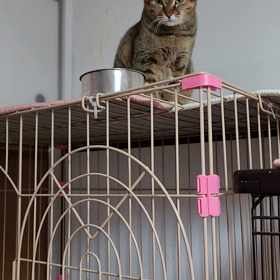 ももちゃんの画像