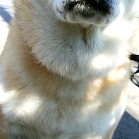 買い食いの画像