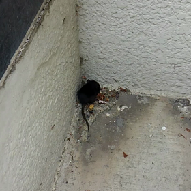 小さなお客さまの画像