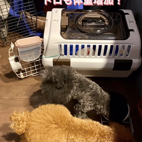 宇野樹君インスタストーリーより　仲良く朝ごはん　トロも体重増加！の画像