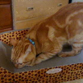 こんにゃっちは。の画像