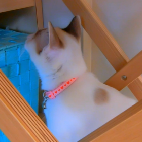 2017年11月６日　猫カフェバロンの画像