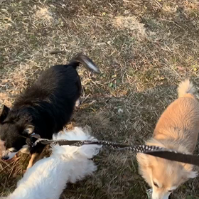 1月3日15わんこと2時間遠足　　代々木公園の画像