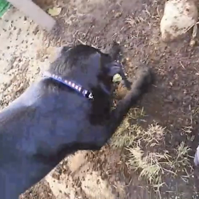 黒ラブ、穴を掘るの画像