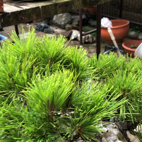 八房赤松No.1の葉透かし | Vintage Bonsai 〜盆栽＆北欧