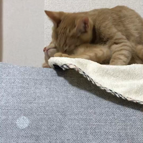 太陽くん&マロンくんの画像