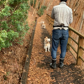大台町便り  その1  〜ヒメシャラの林の画像