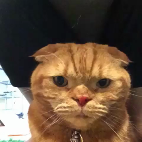 ぽんはなぢの画像