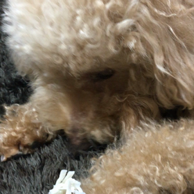 二つめのガムの画像