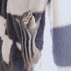 ここで？？シマリスお昼寝スタイルの画像