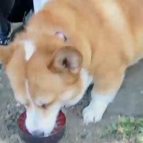 うり。水うまし！の画像