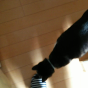 意外とかわいい声のおじさんと柴犬まるからの質問「子犬を飼ったら、なんて名前にしたい？」の画像