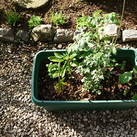 緑とウグイス️の画像