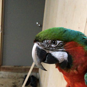 バードランの画像