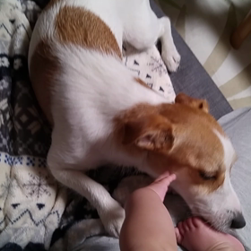 小梅の子育ての画像