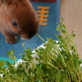 草はおいしい！！の画像