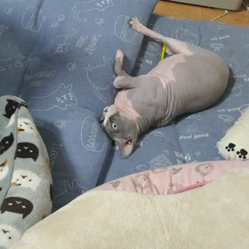 最近のゴッド君。の画像