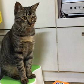 ふうたの芸の画像