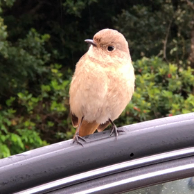 渡り鳥ジョビ『ボクにつきまとう』の画像