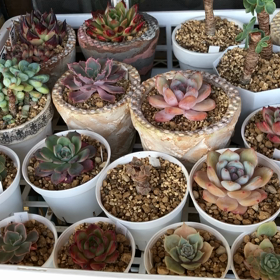 我が家の多肉たちの画像