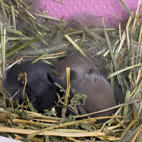 もぐもぐ期はじまるの画像