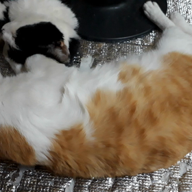 夢かしら？の画像