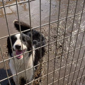半年〜1歳未満のボーダーコリー　格安でお譲りしています。の画像