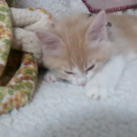 赤ちゃんがえり？の画像