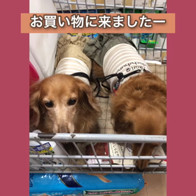 お買い物に行きましたの画像