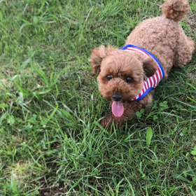 モノマネですか？の画像