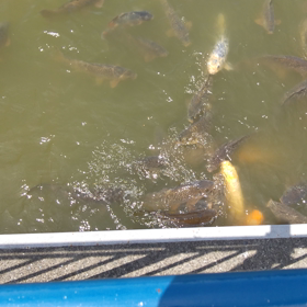 蓮華寺池公園にての画像