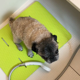 パグ温泉。の画像