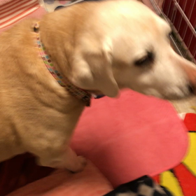 おかえりーからの党首の丸さの画像