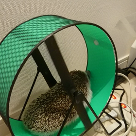 ネズチューバーの画像