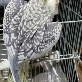 お年頃なのか？の画像