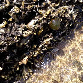 ヤドカリの画像