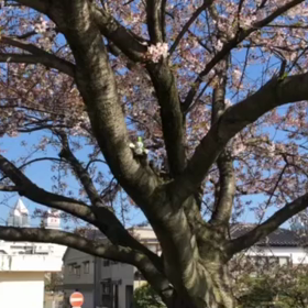 4/20の画像