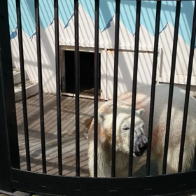 釧路動物園⑤ 【白クマのモグモグタイム】の画像