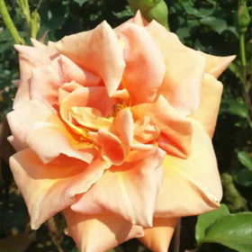 心が健康になればの画像