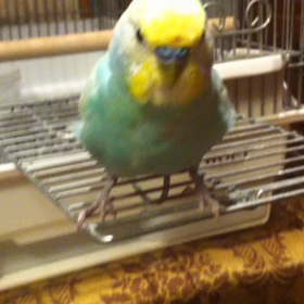 ぷぅちゃんおしゃべりの画像