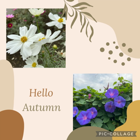 頭皮洗浄 １１回目の画像