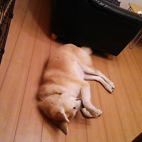 レディのたしなみの画像