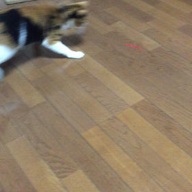 遊んで欲しいにゃ〜〜の画像