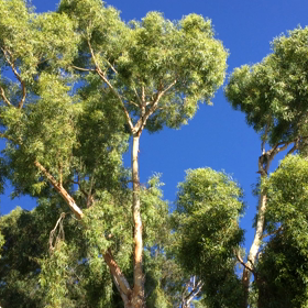 我が家からの朝の風景の画像