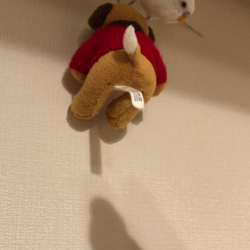 だいしゅきよ♩の画像